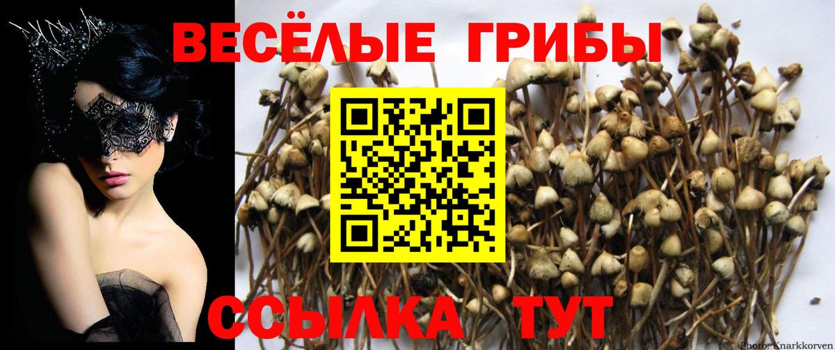 Галлюциногенные грибы Psilocybine cubensis  Вход с VPN  Подольск  Галлюциногенные грибы мицелий 